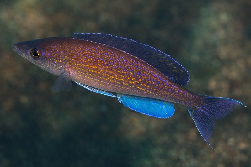 Cyprichromis pavo 'Izinga Island'